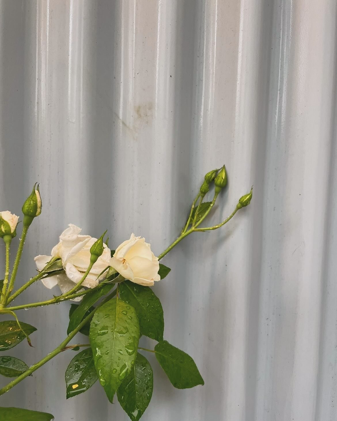 May your new year be filled with light. 💫🌟🌙 I&rsquo;m both obsessed with change and terrified of it. I&rsquo;d be lost without friendship. ☺️🙏