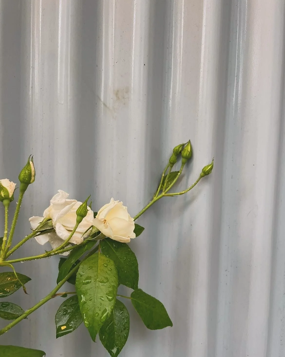 May your new year be filled with light. 💫🌟🌙 I&rsquo;m both obsessed with change and terrified of it. I&rsquo;d be lost without friendship. ☺️🙏