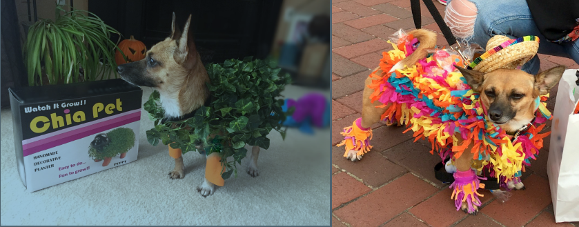 LSIN's Howl-O-Ween Party 