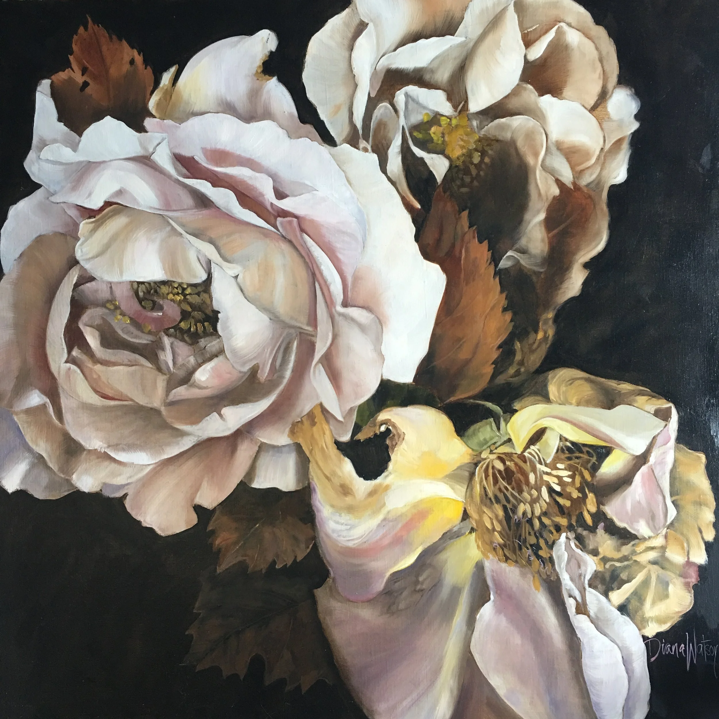 Vino Rosato 102x102 Otomys Exhibition 