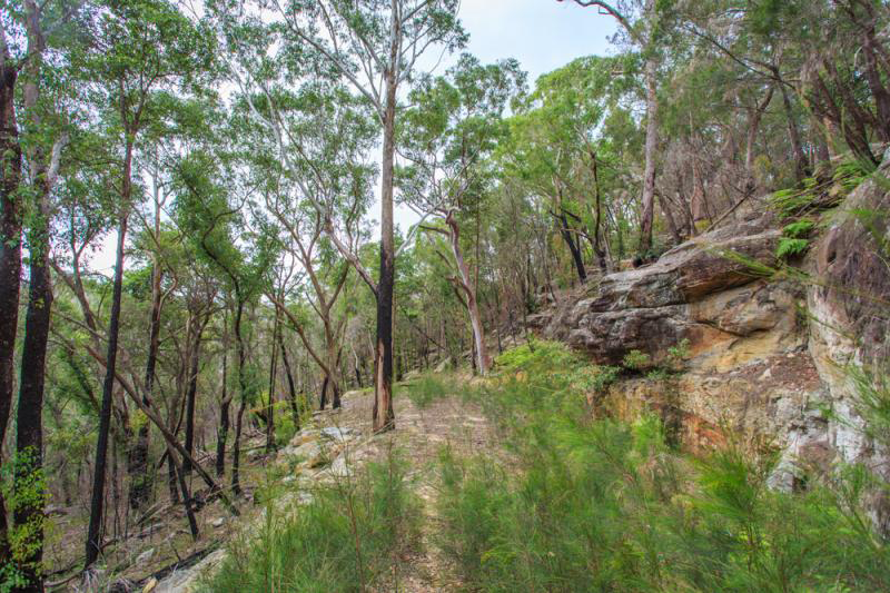 Hornsby Bushland_Manor Rd.png