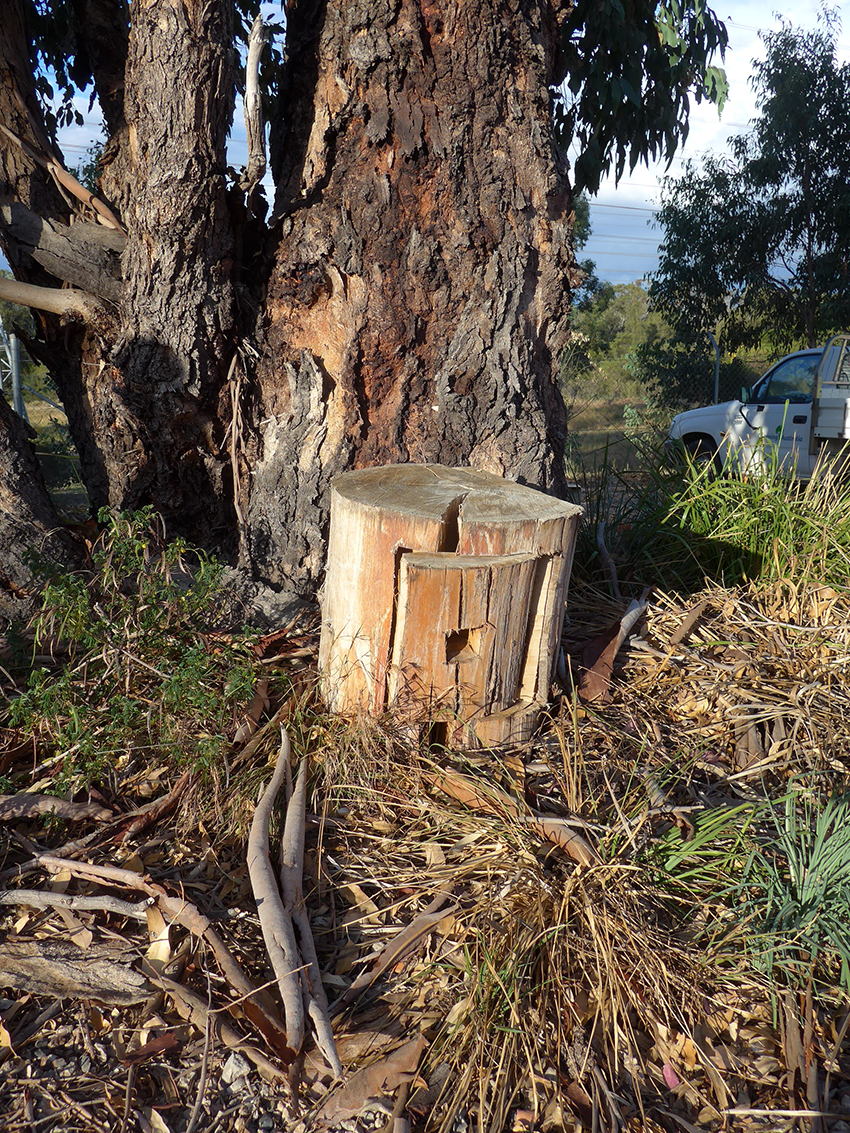 Greening Australia 4.png