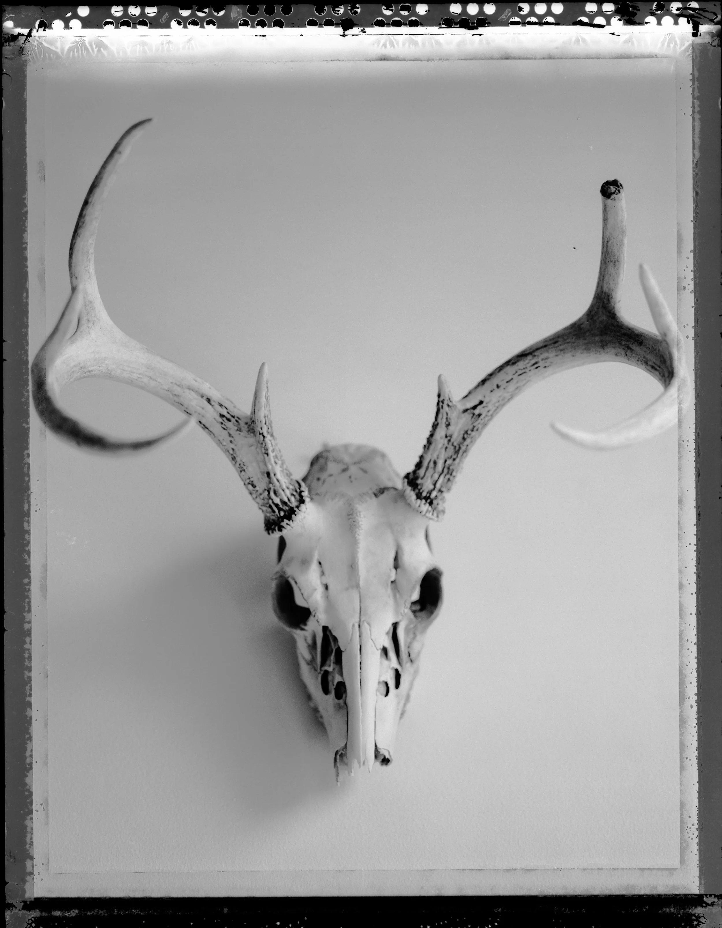 SKULL.jpeg