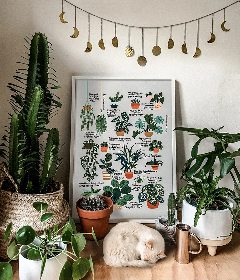 Louis_Plant Guide Illustration_Hello Miss May.jpg