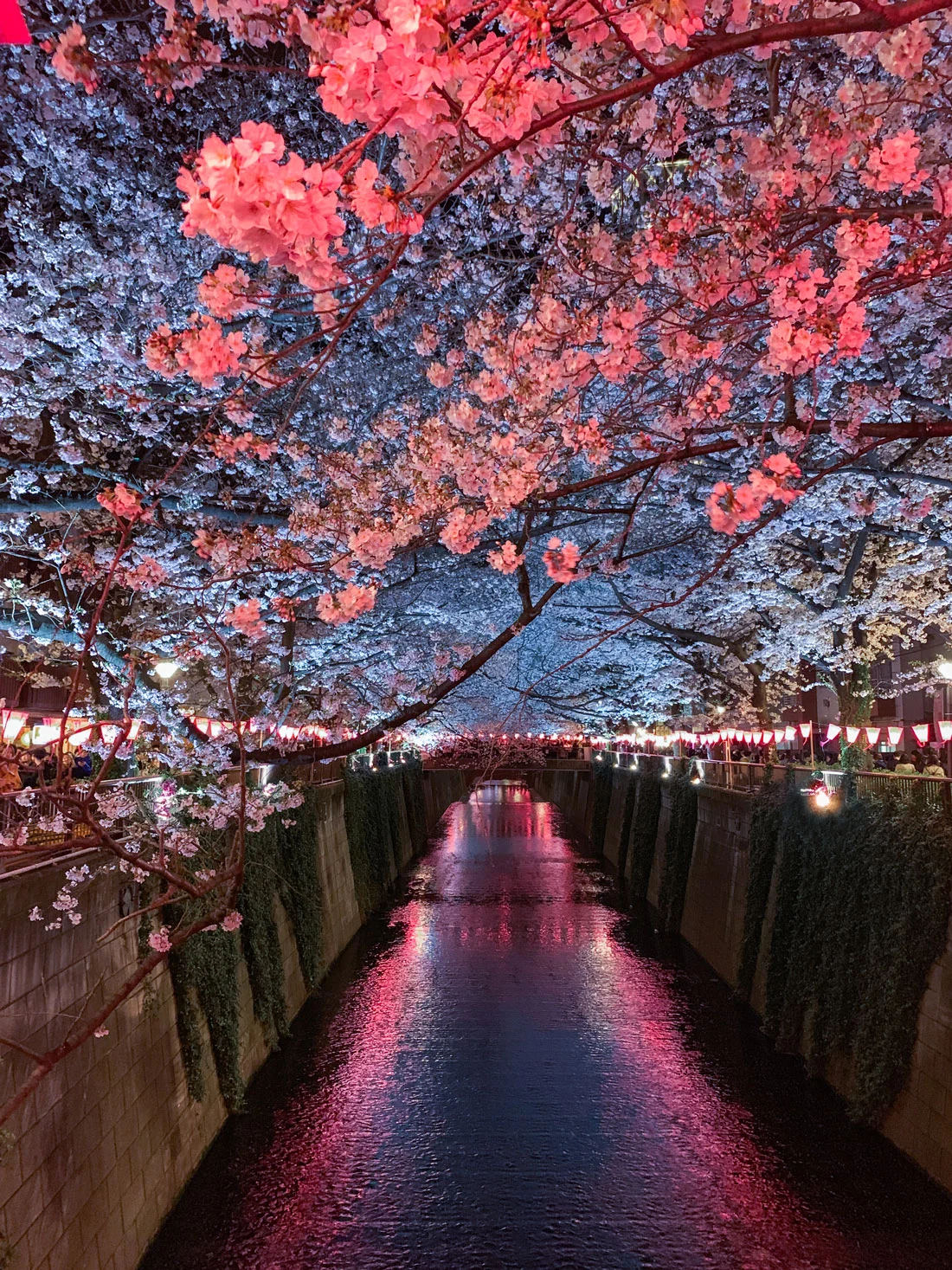 A Guide to Sakura in Japan with Samsung Australia