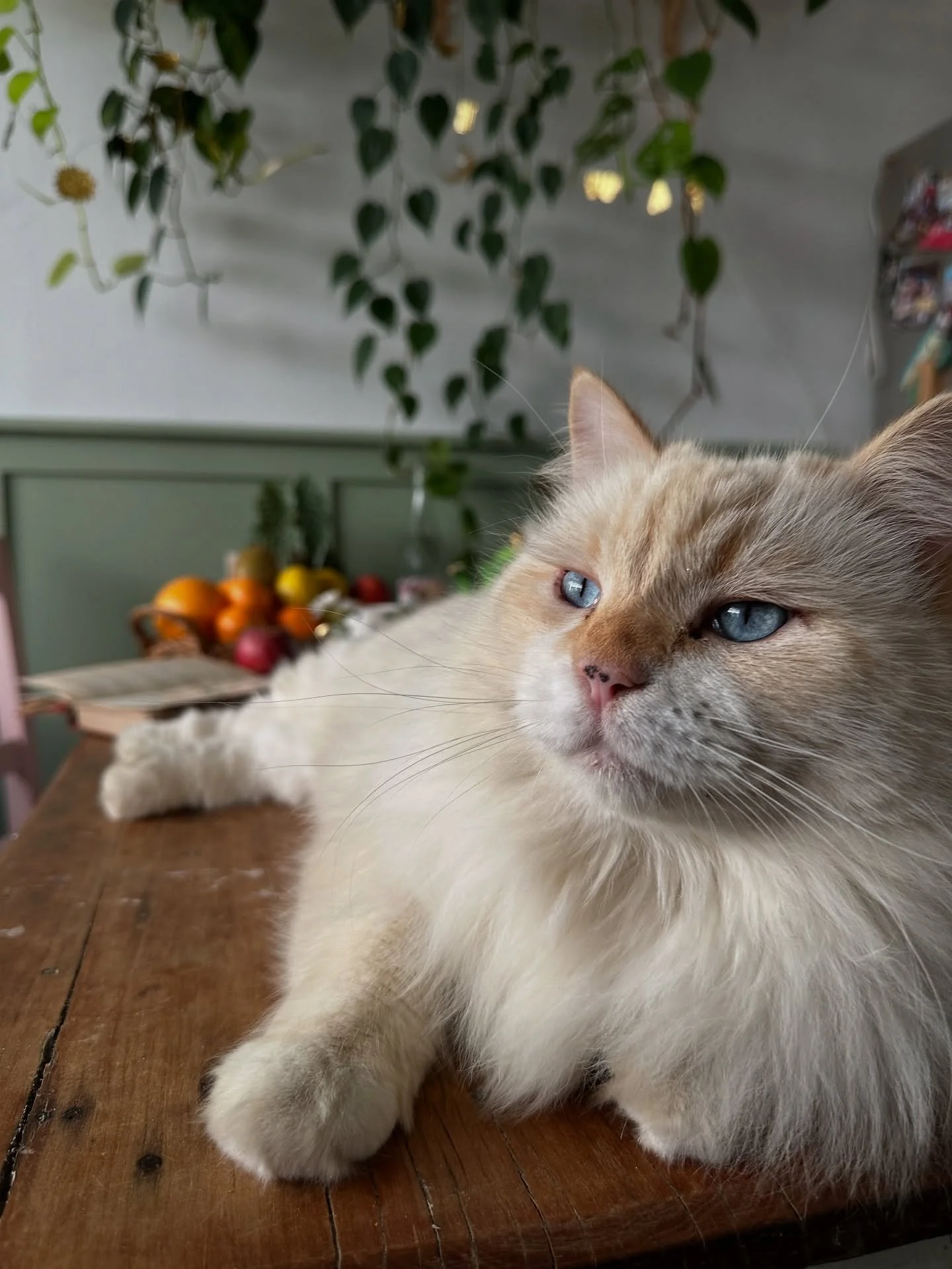 Happy Friyay all. Here&rsquo;s @louisbooboocat serving looks today. I don&rsquo;t think he&rsquo;s got a bad angle&hellip; ever. &amp; yes, he decided to take over the dining table, which is purrfectly fine because we all had our brekkie already &amp