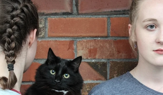 Catacular.png