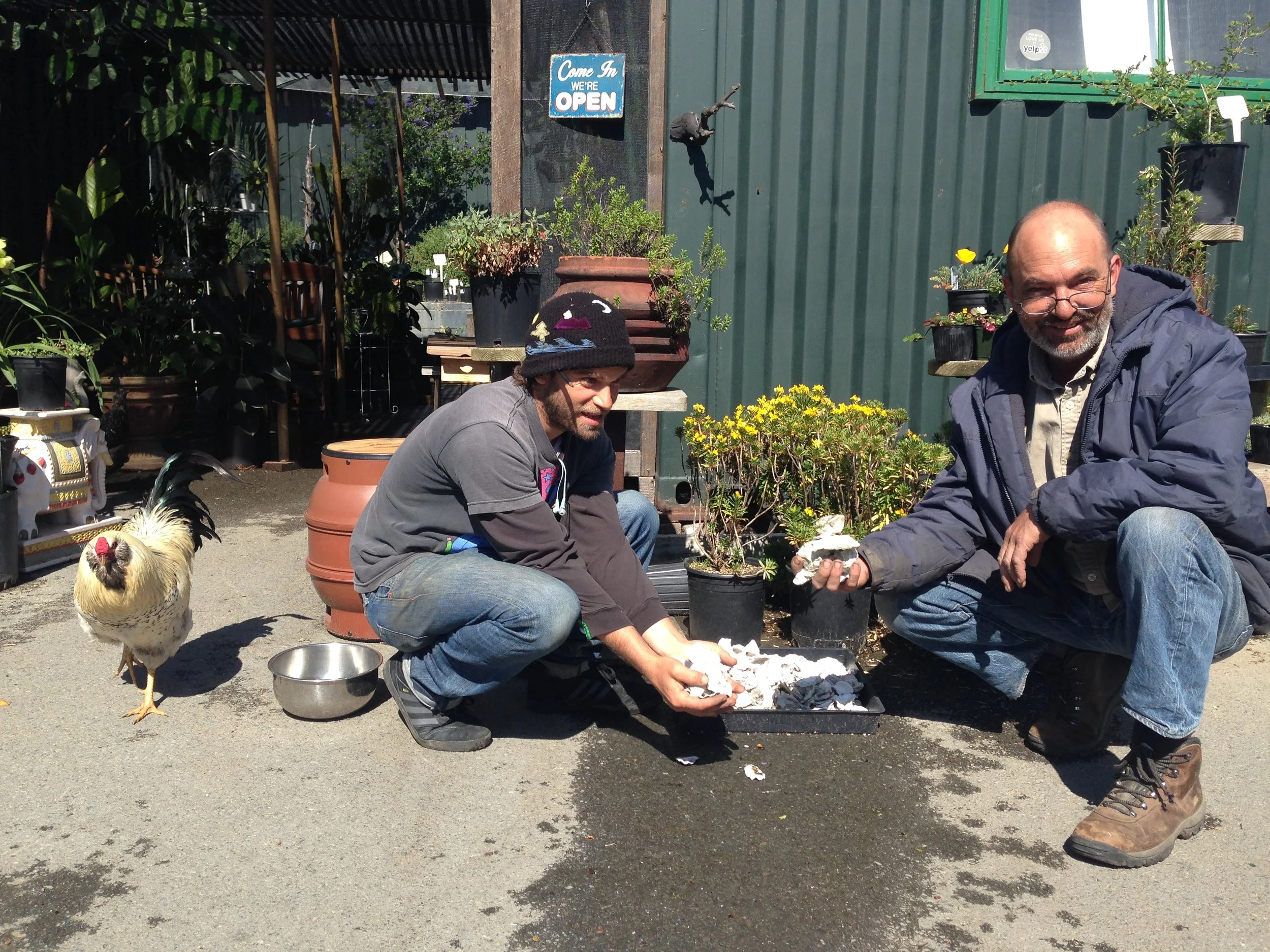 Midden at Bay Natives Nursery in the Bayview, San Francisco. Shell is being cured on the roof of the container office