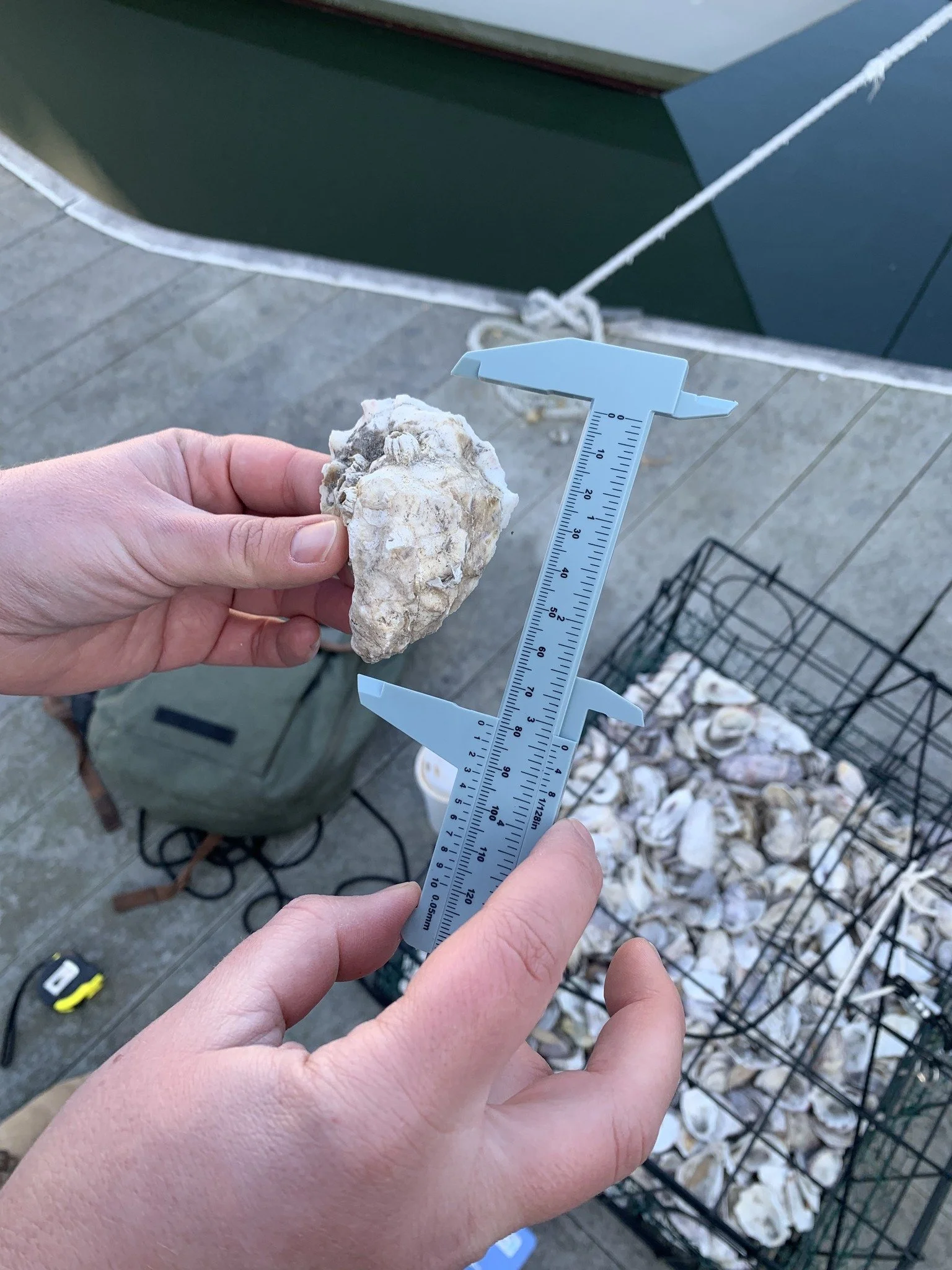 Contact us about Oyster Base Camps!