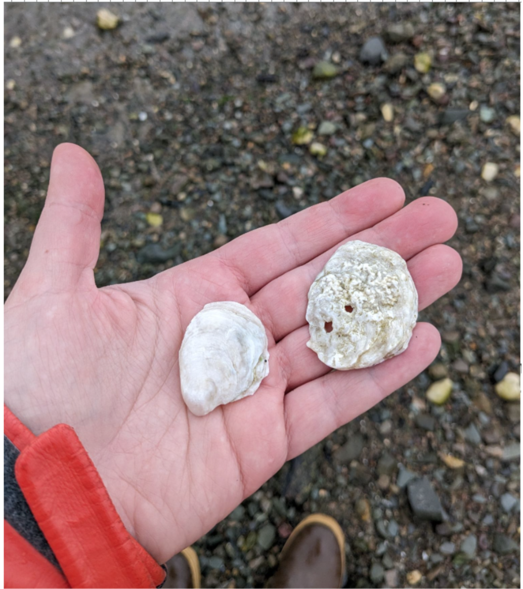 Look for oyster shells that have washed onto the beach