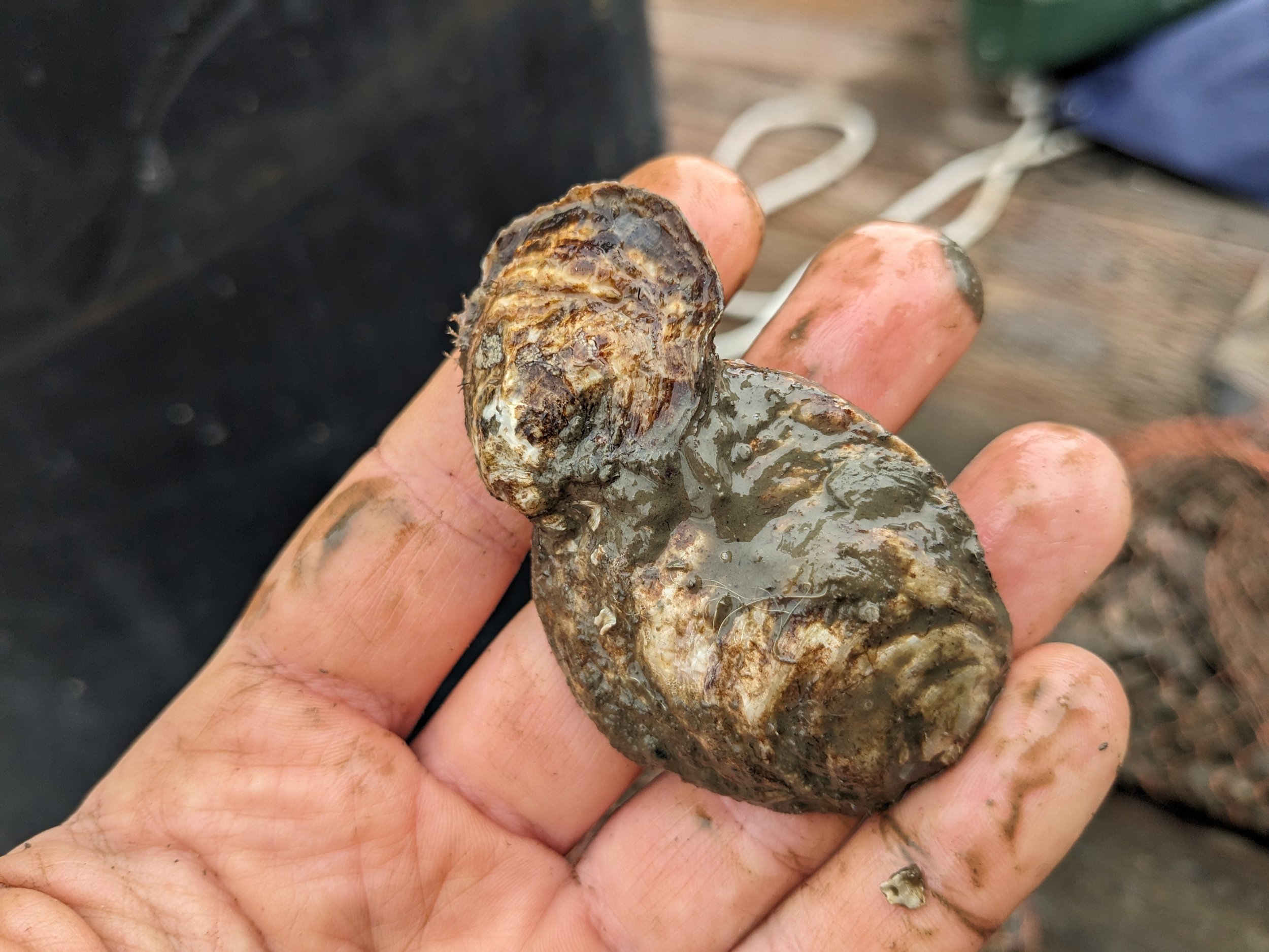 As you can see, oysters like to grow on top of eachother