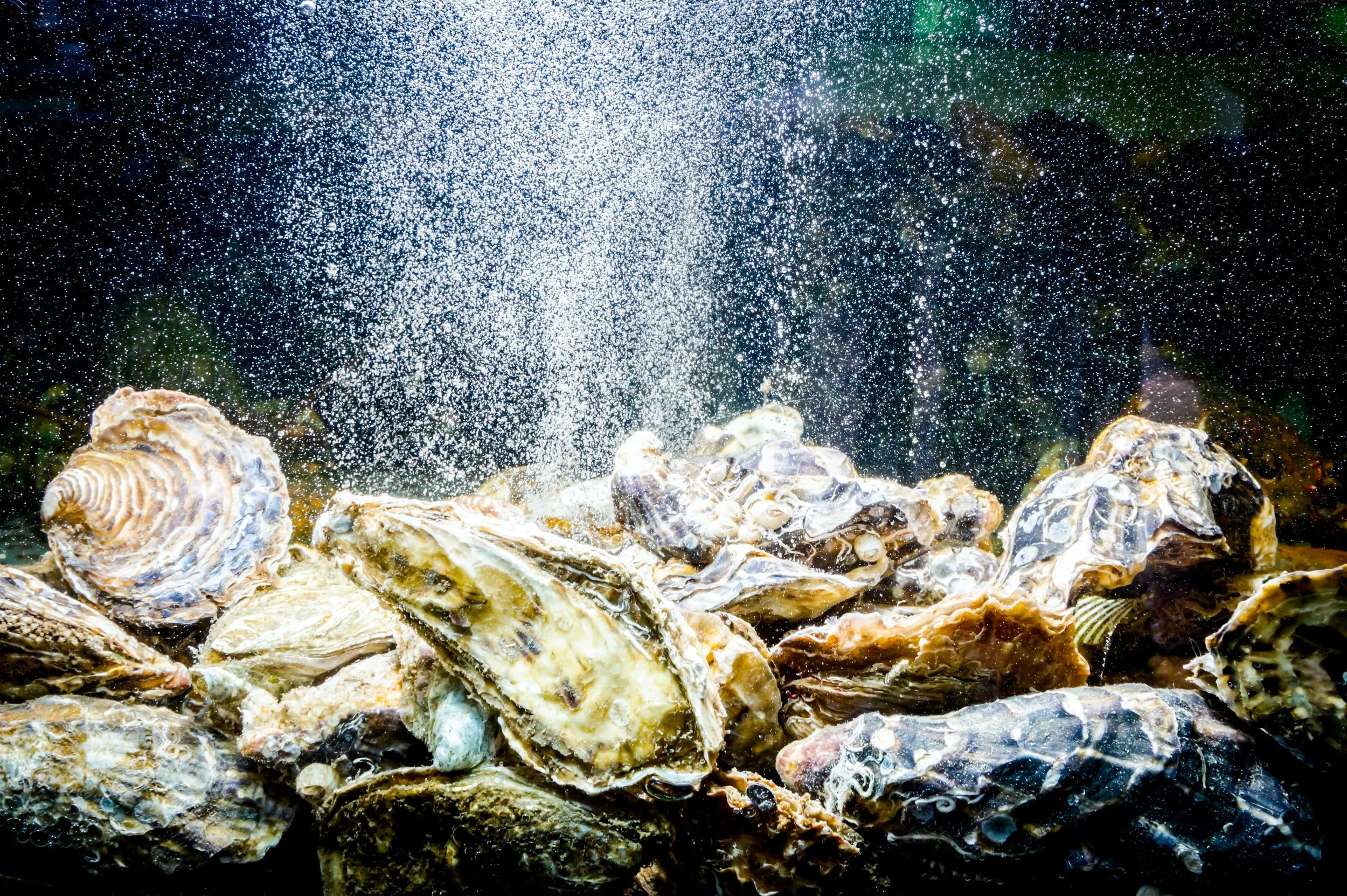 Lillie Coit's Fourth Annual Oyster Day