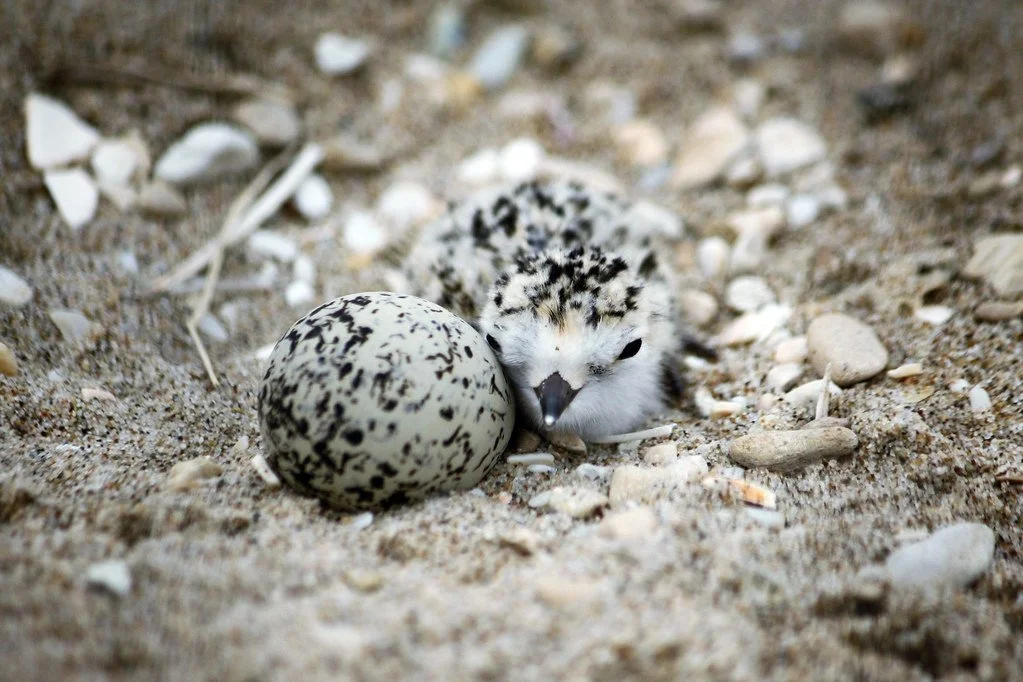 Oyster Shell Spreading with SF Bay Bird Observatory