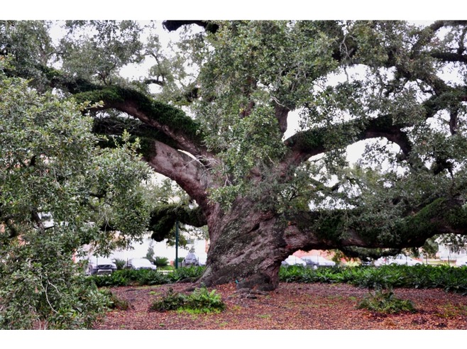 Cathedral_Oak-Lafayette.jpg