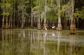 Henderson swamp tour2.jpg