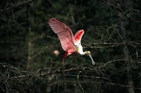 Henderson swamp tour6.jpg