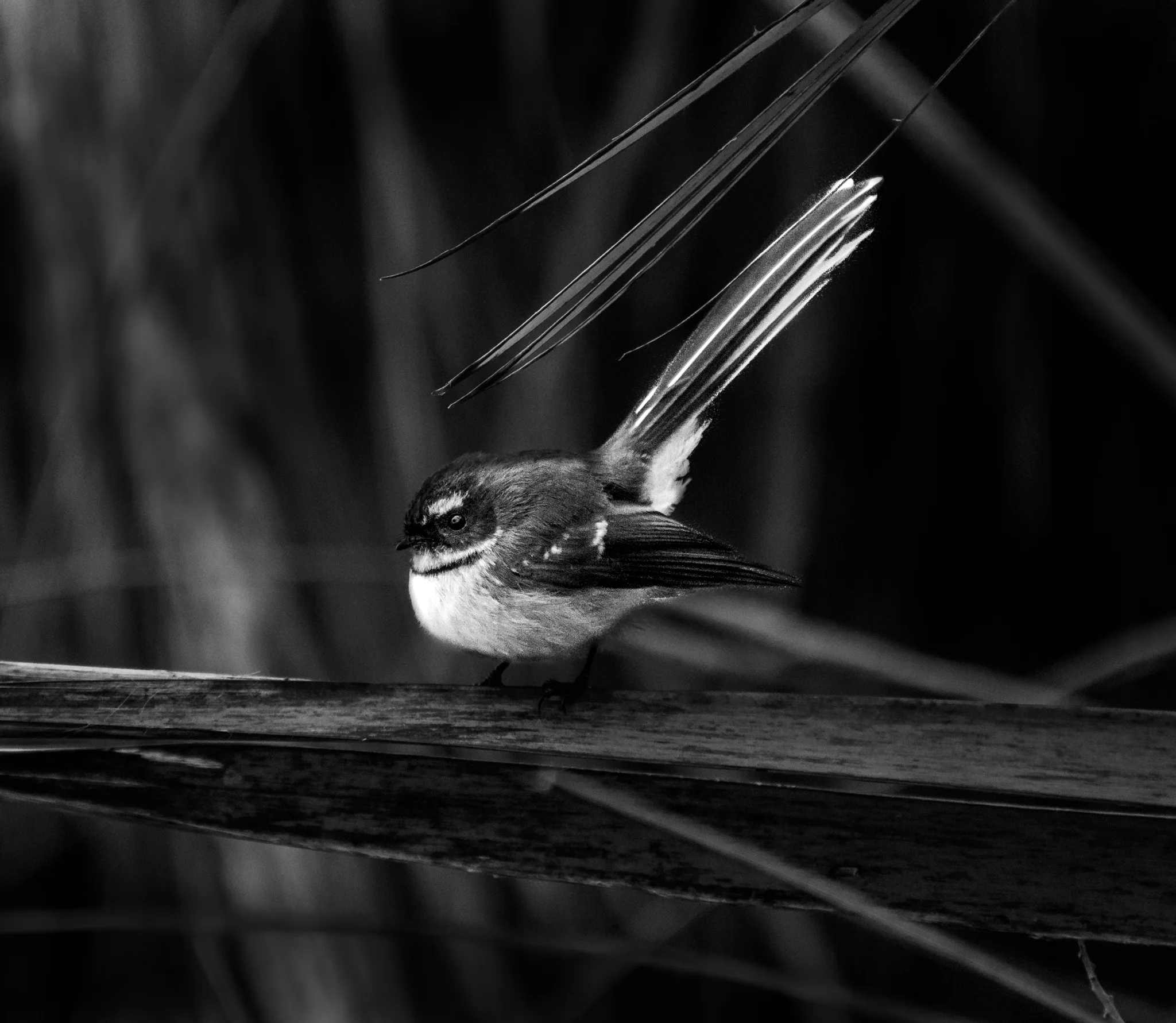 Our new friend the Fantail, Lake Paringa