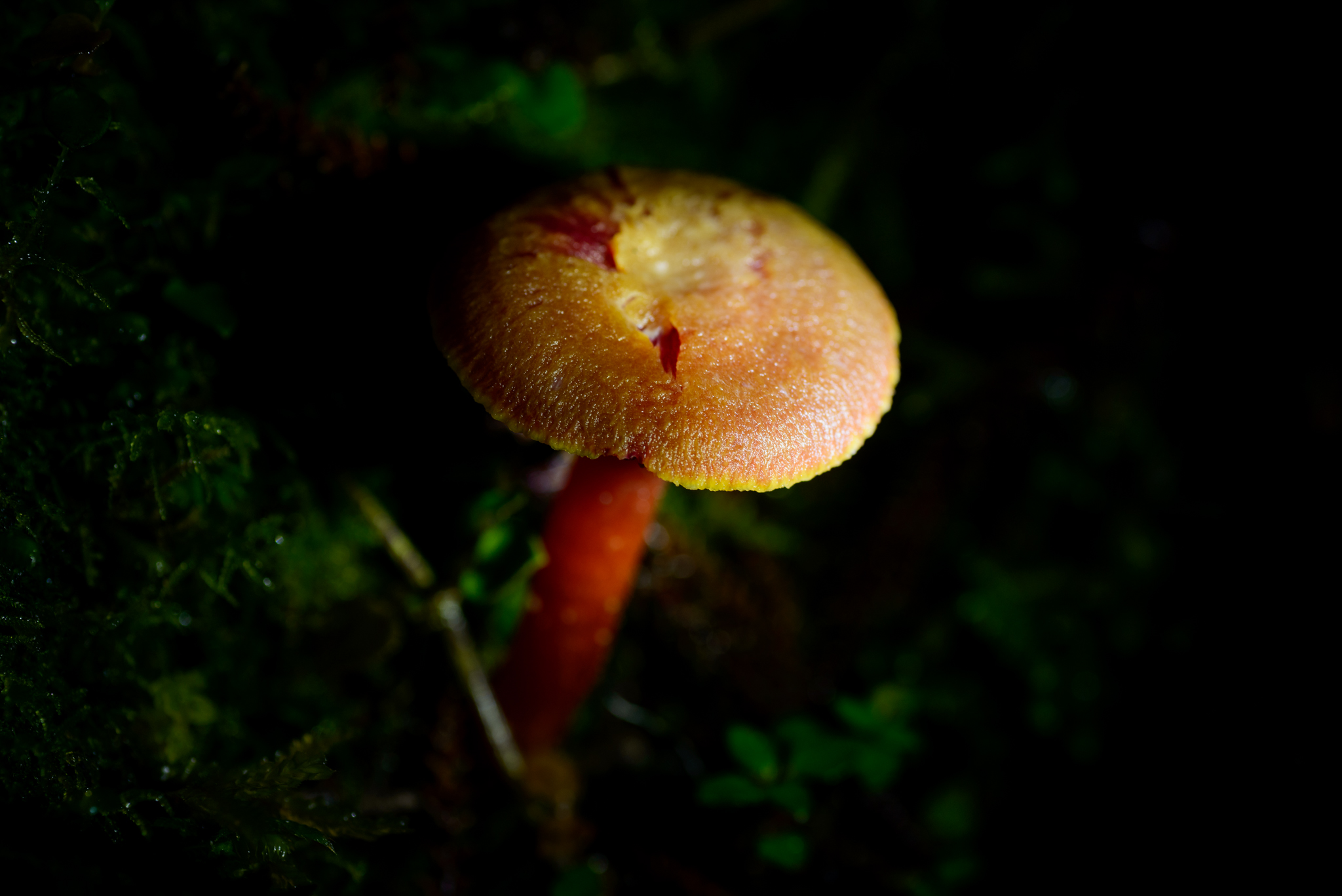 Local flora / fungi, Canoe Cove