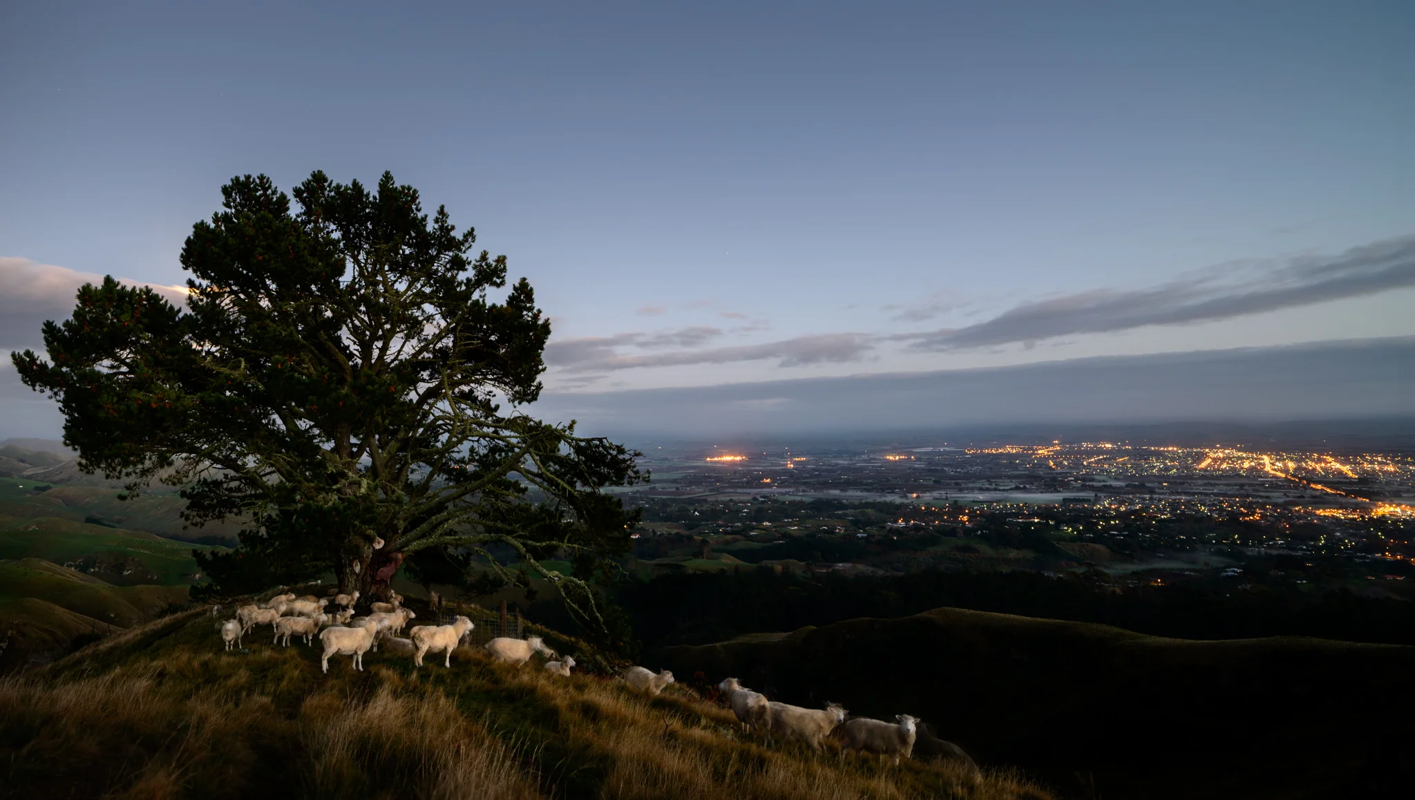 Sheep admiring the big city lights