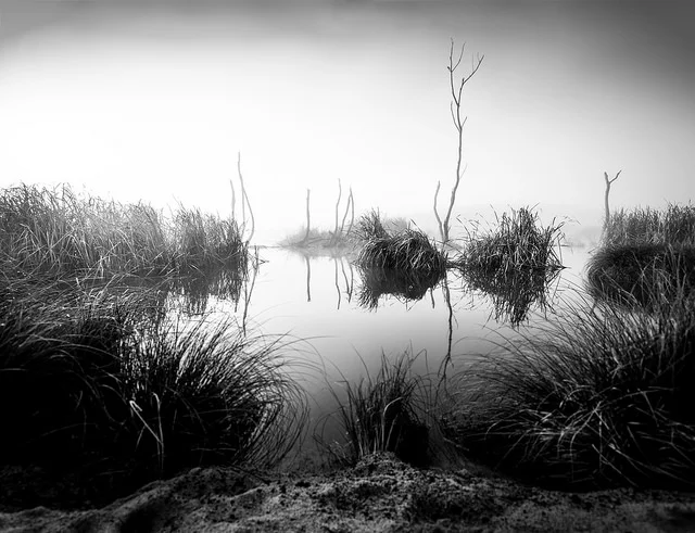 "Swamp Noir", Peka Peka Wetlands