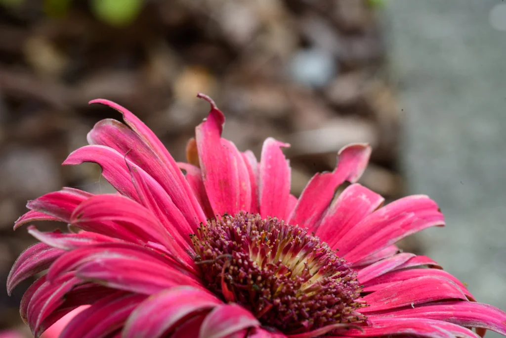 Setup shot, using only shady daylight, f32, 1/4sec, ISO100, 90mm lens ("Normal exposure")