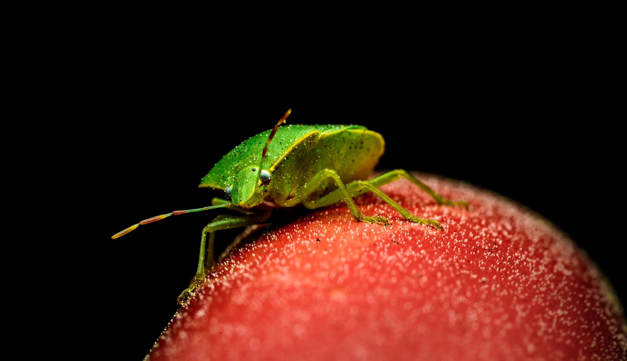 1/200sec, f51, 90mm lens, ISO100