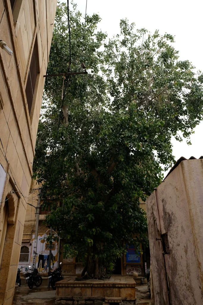 AJC04767.jpg