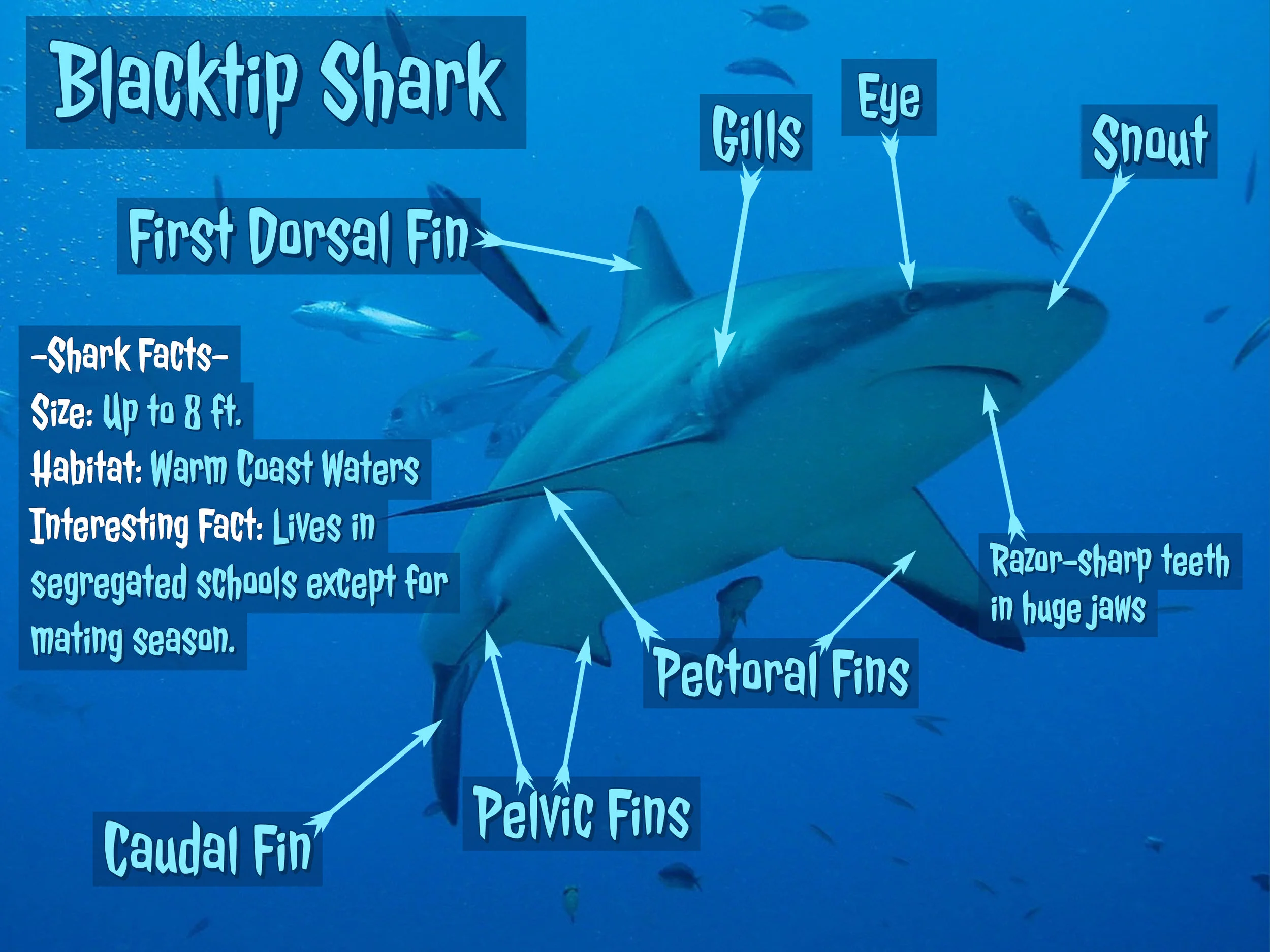 Adobe Spark Post Shark Diagram.jpg