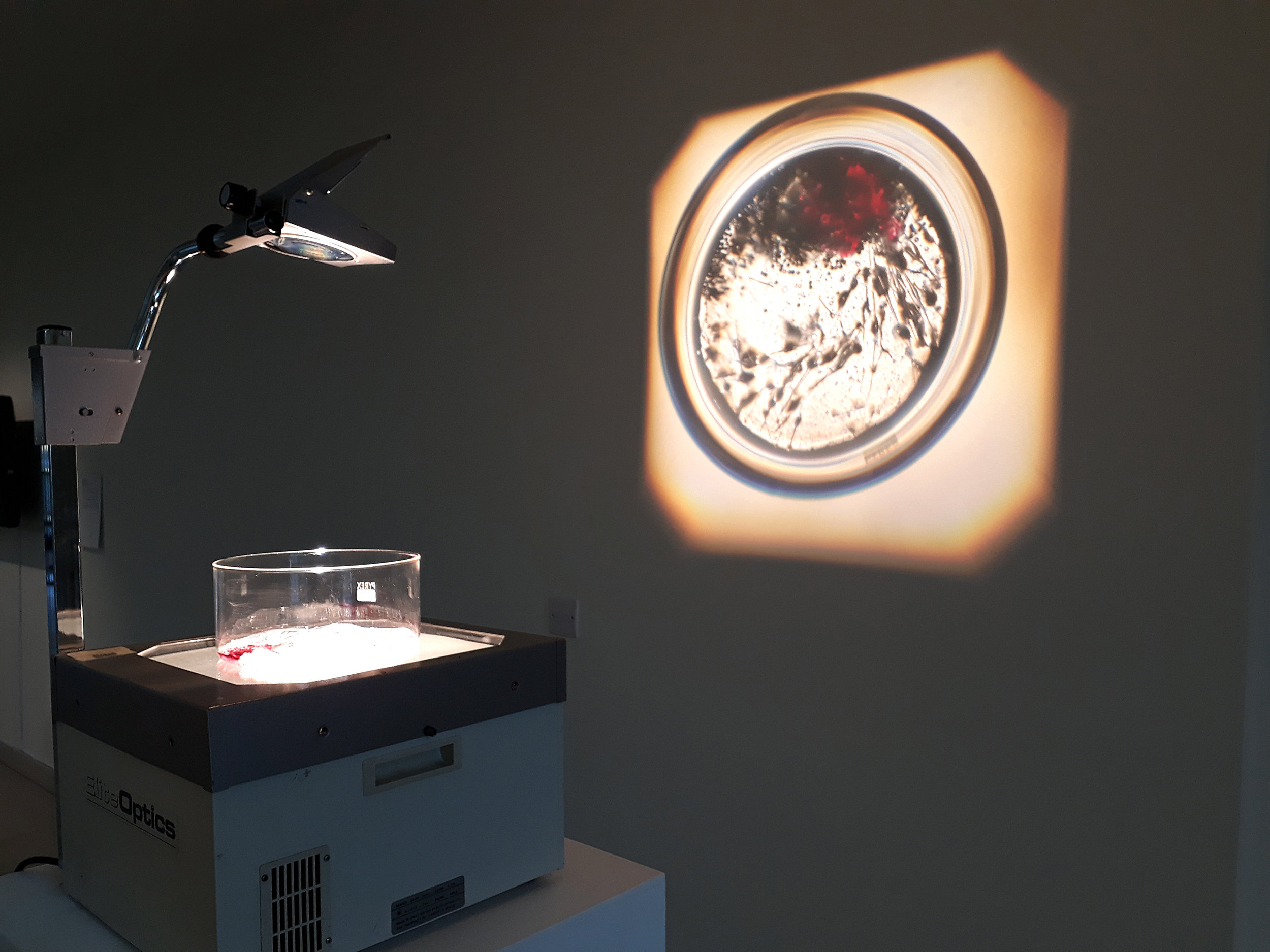 Caption : ‘dermo fibroblasts, in vitro’, mixed media installation 2018. Photo: Charlie Murphy