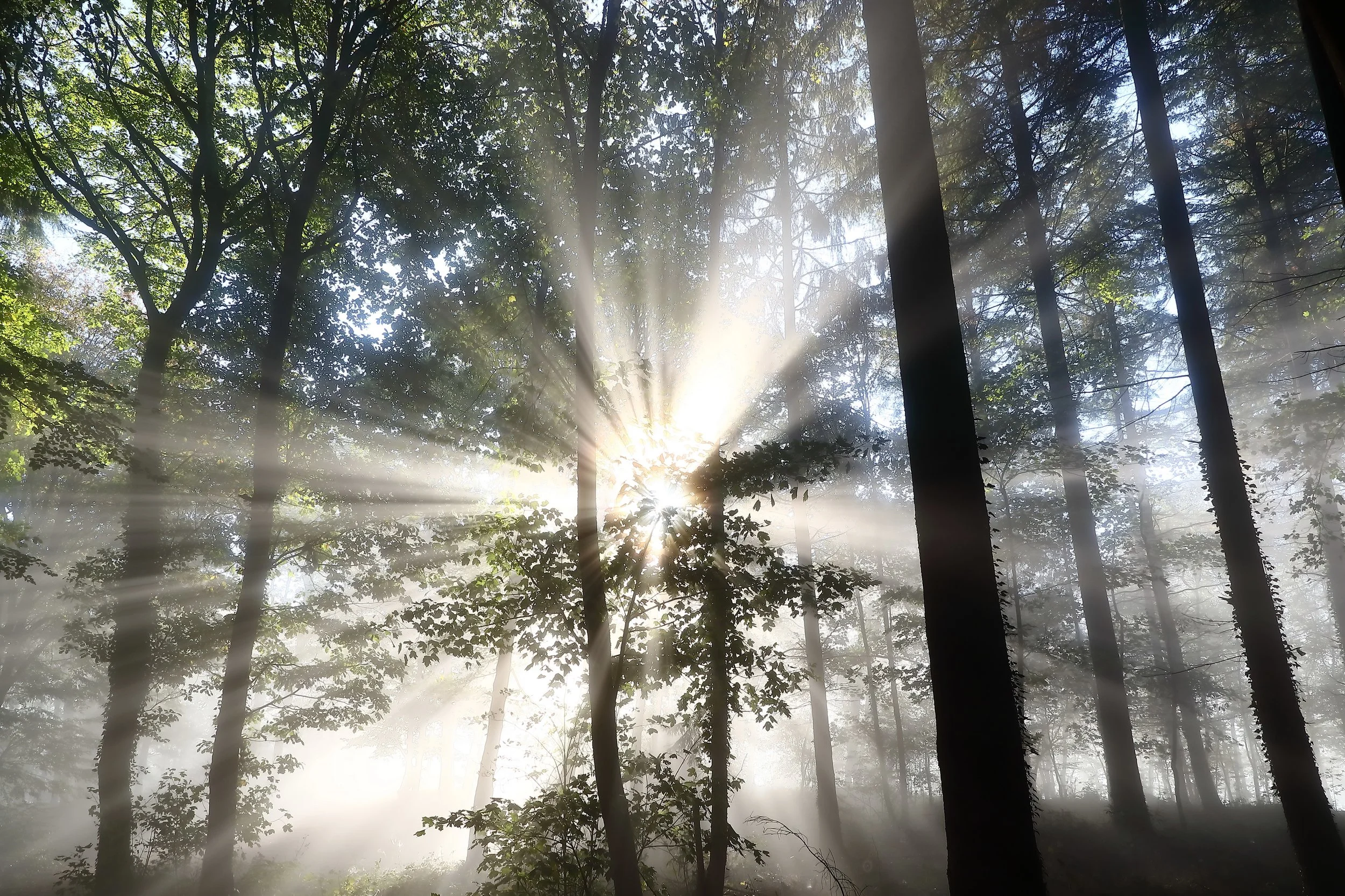 Trees enlightenment.jpeg