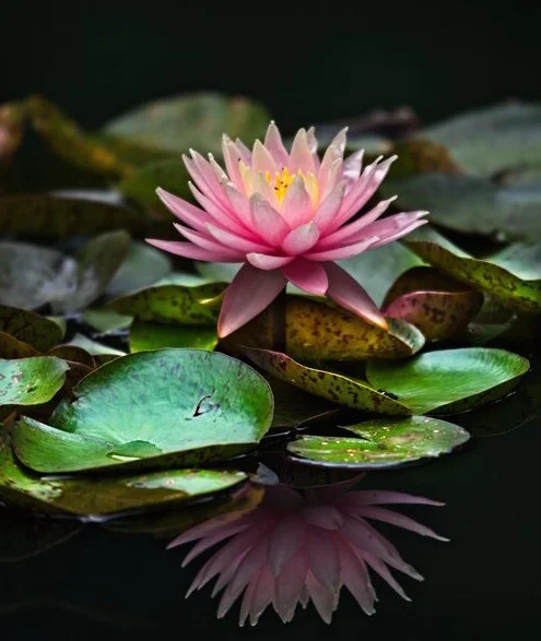 Lotus Julie.jpg