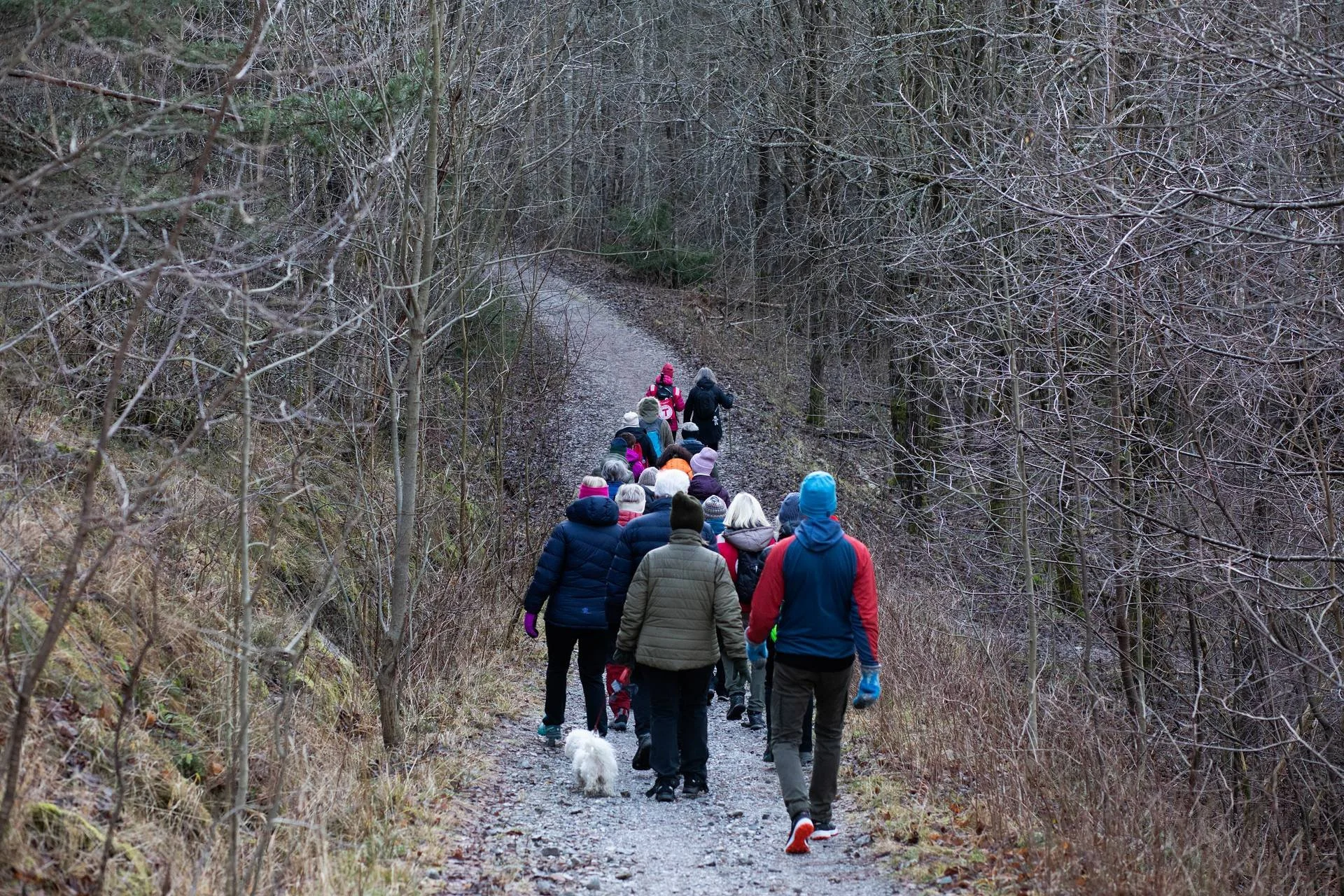 En gjeng på tur i en skog med en frivillig fra DNT i front.