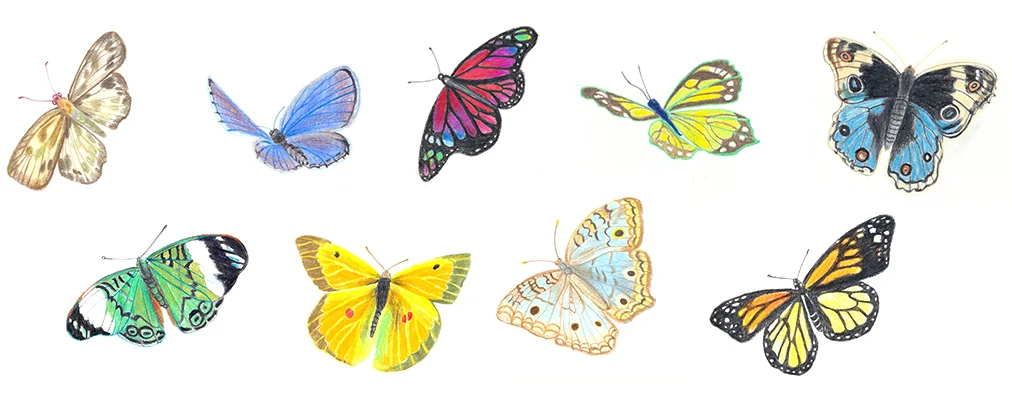ButterflyCollection.jpg