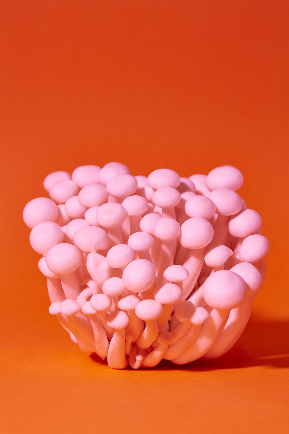 20_03_23_Mushrooms3524.jpg