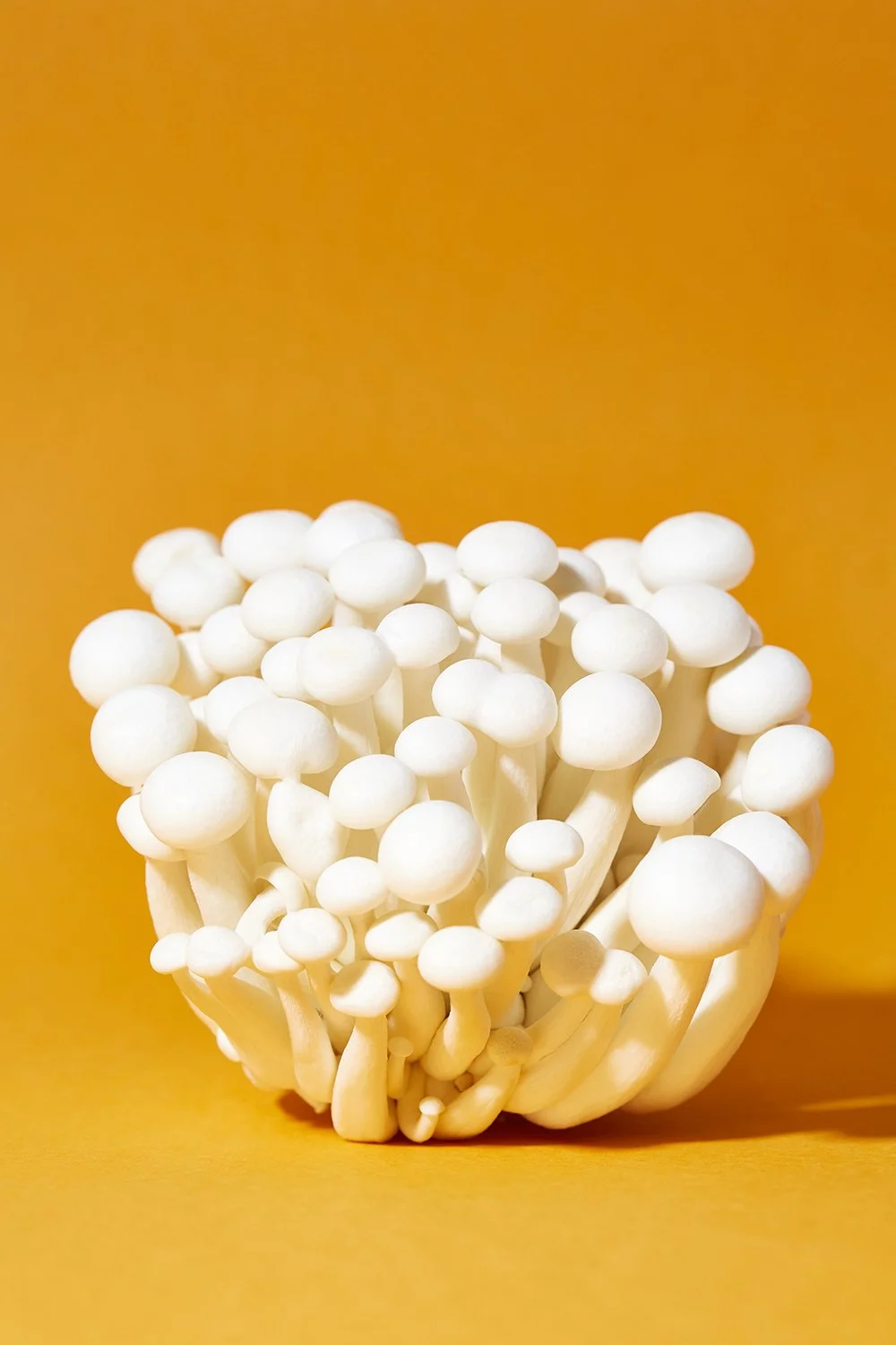 20_03_23_Mushrooms3525.jpg