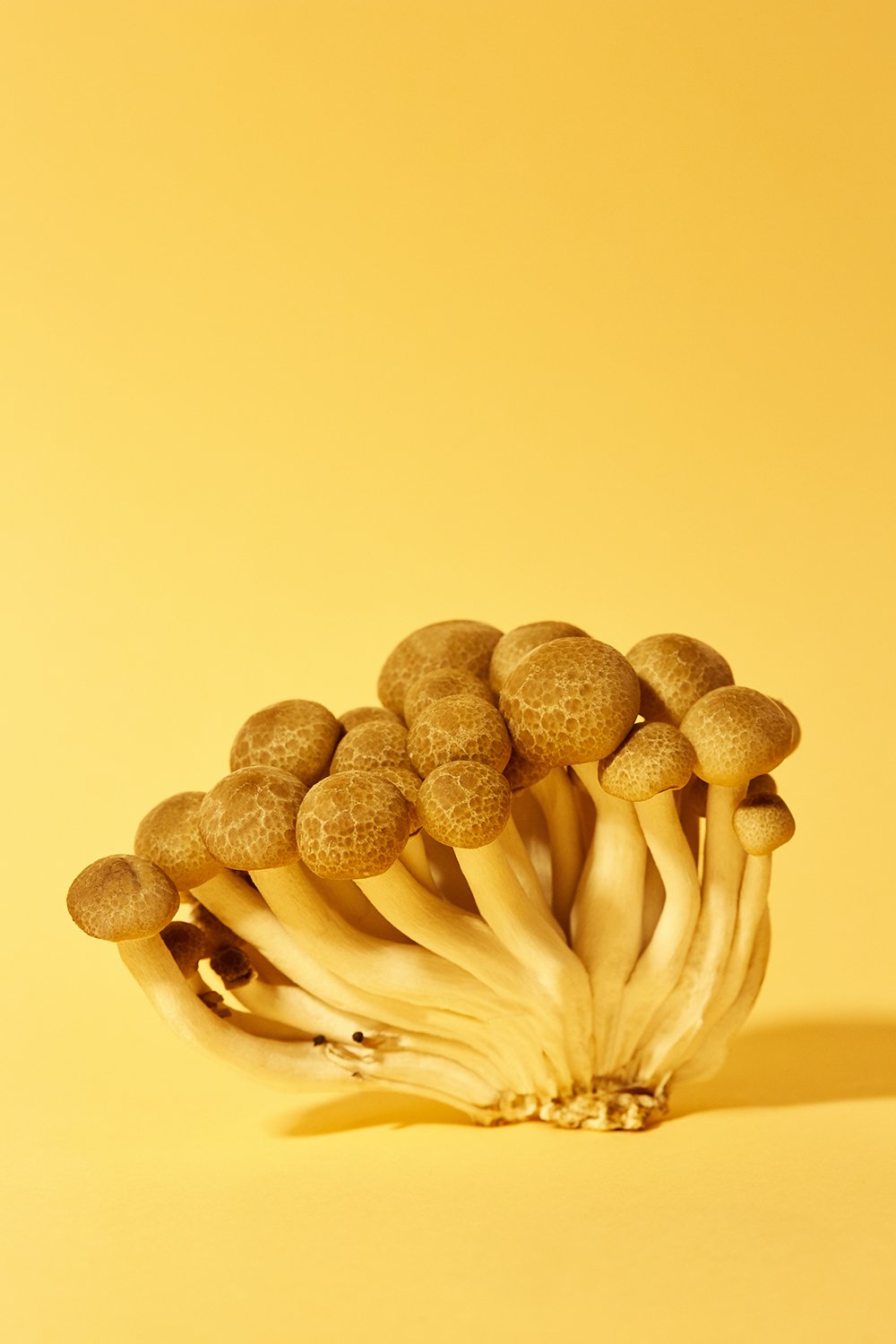 20_03_23_Mushrooms3551.jpg