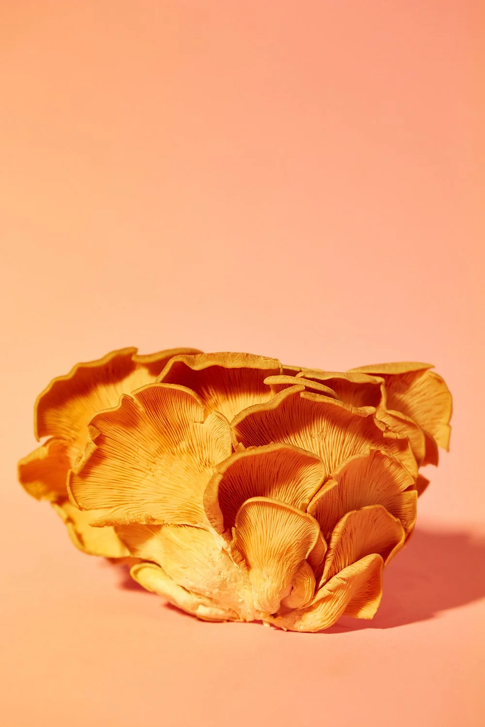 20_03_23_Mushrooms3560 1.jpg
