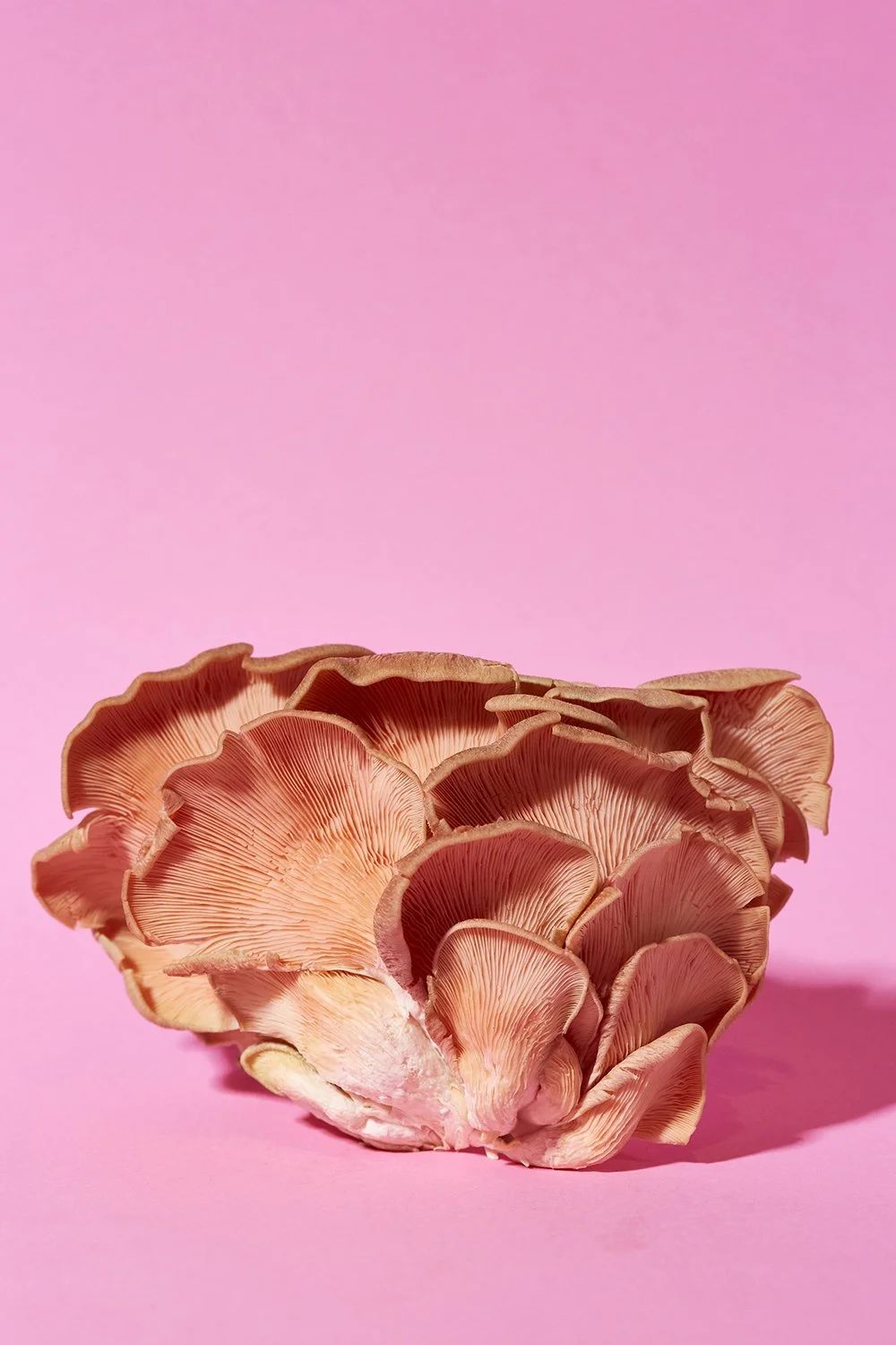 20_03_23_Mushrooms3588.jpg