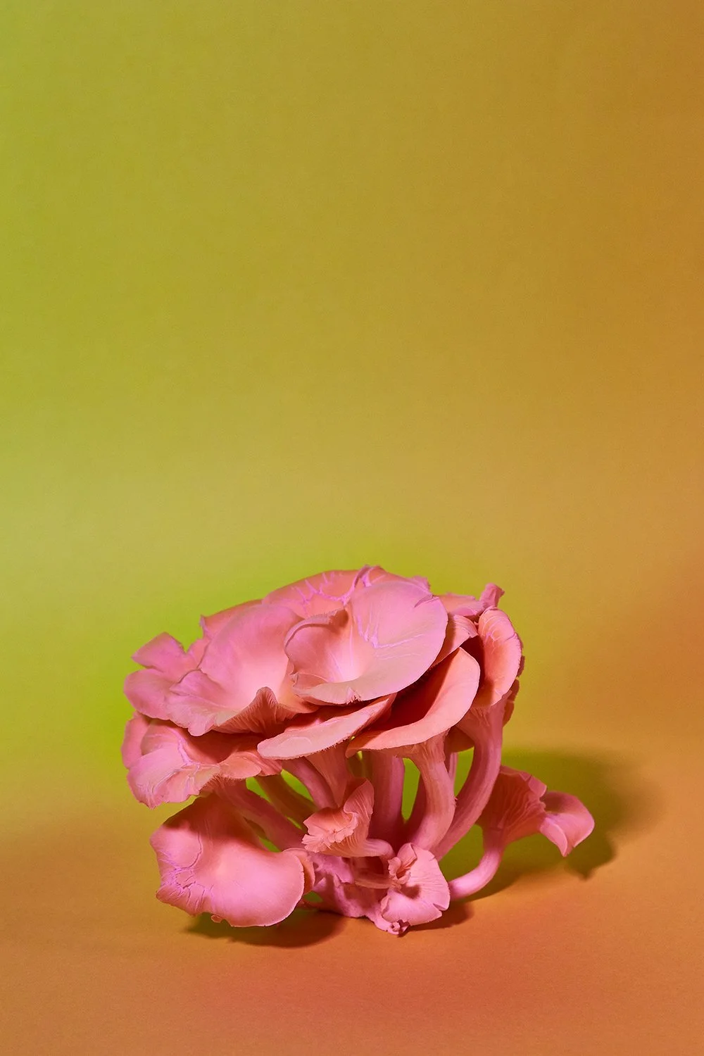 20_03_23_Mushrooms4173 1.jpg