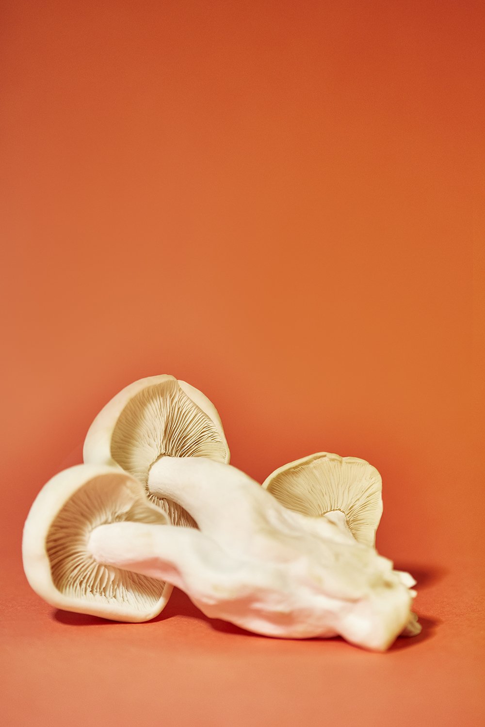 20_03_23_Mushrooms4503.jpg