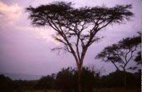 Ugandan forests continue to be a risk. Photo: K. Dunn