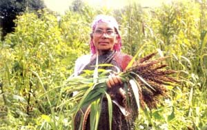 Vija Vidyapeeth as been a seed farmer and saver for 16 years.
