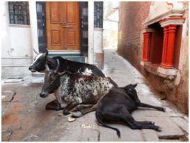 Sacred cows enjoy their leisure in the narrow streets of Varanasi, where for thousands of years people have provided them food in a thousand doorways. – Photo: RBS