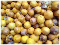 Discarded rotten oranges – Photo: Wikimedia Commons