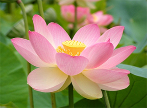 The lotus, India’s national flower, is held sacred in Hindu and Buddhist traditions. – Photo: Wikipedia, Peripitus