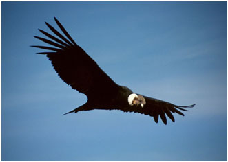 A South American condor – Photo: Wikipedia