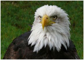 A North American bald eagle – Photo: Wikipedia