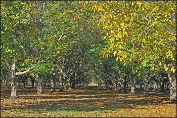 Along with his faith and interfaith interests, Greg has wonderful photographic collections of the natural world. This picture is titled “Into the Orchard.”