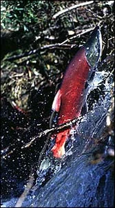 A salmon leaping over a beaver dam. – Photo: Wikipedia