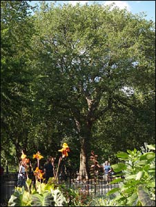 The Hare Krishna Tree in Tompkins Square Park, New York City, under which Bhaktivedanta Swami Prabhupada led his first public chanting of the Hare Krishna mantra in the U.S – Photo: Wikipedia